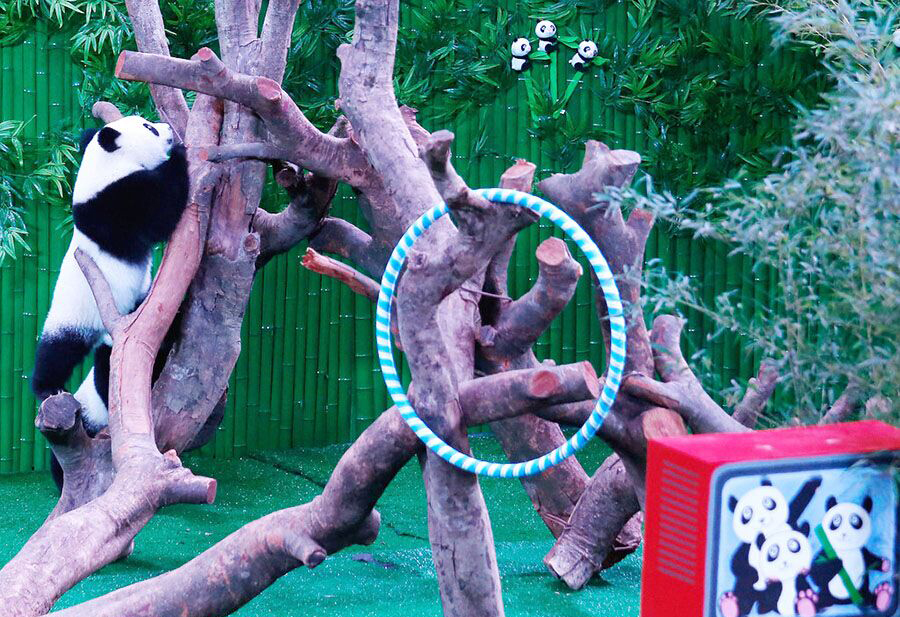 Deux des panda triplés grimpent dans un arbre à l’occasion de leur premier anniversaire au Chimelong Safari Park de la ville de Guangzhou, capitale de la province de Guangdong, dans le Sud de la Chine, le 29 juillet 2015. [Photo / IC]