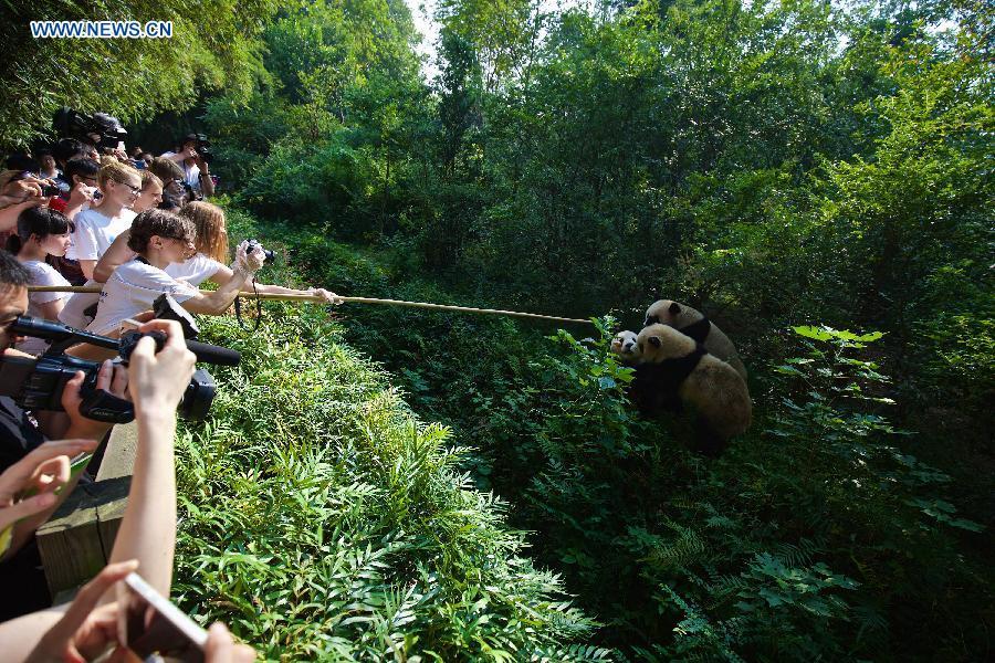 Pandas géants : 12 fans européens à Chengdu