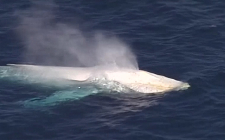 Une rarissime baleine blanche aper?ue au large de l'Australie