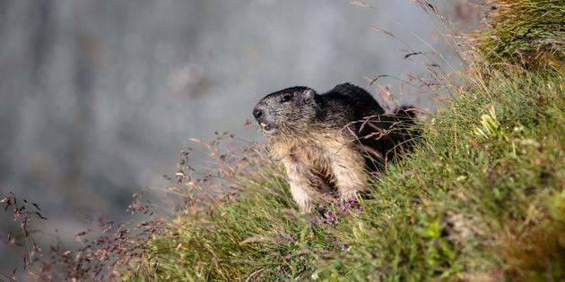 Autriche : deux mannequins marmottes au pied du Grossglockner