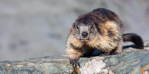 Autriche : deux mannequins marmottes au pied du Grossglockner