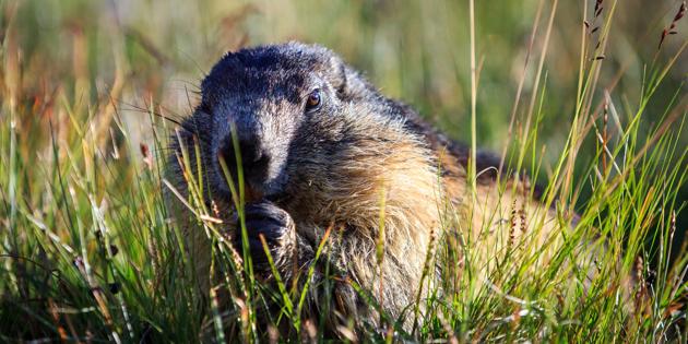 Autriche : deux mannequins marmottes au pied du Grossglockner