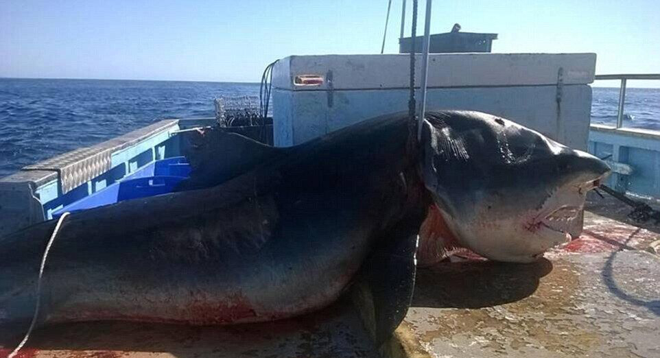 Un énorme requin tigre de 6 mètres capturé au large de l’Australie