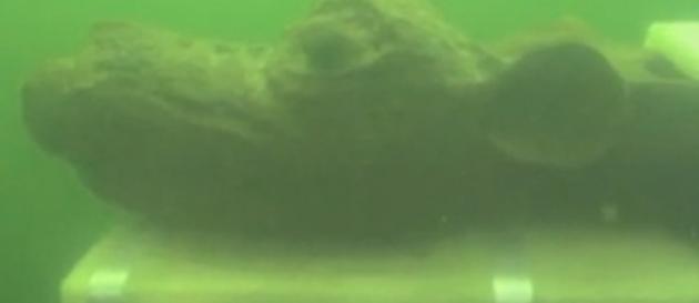 Un monstre de 500 ans retrouvé dans les eaux suédoises