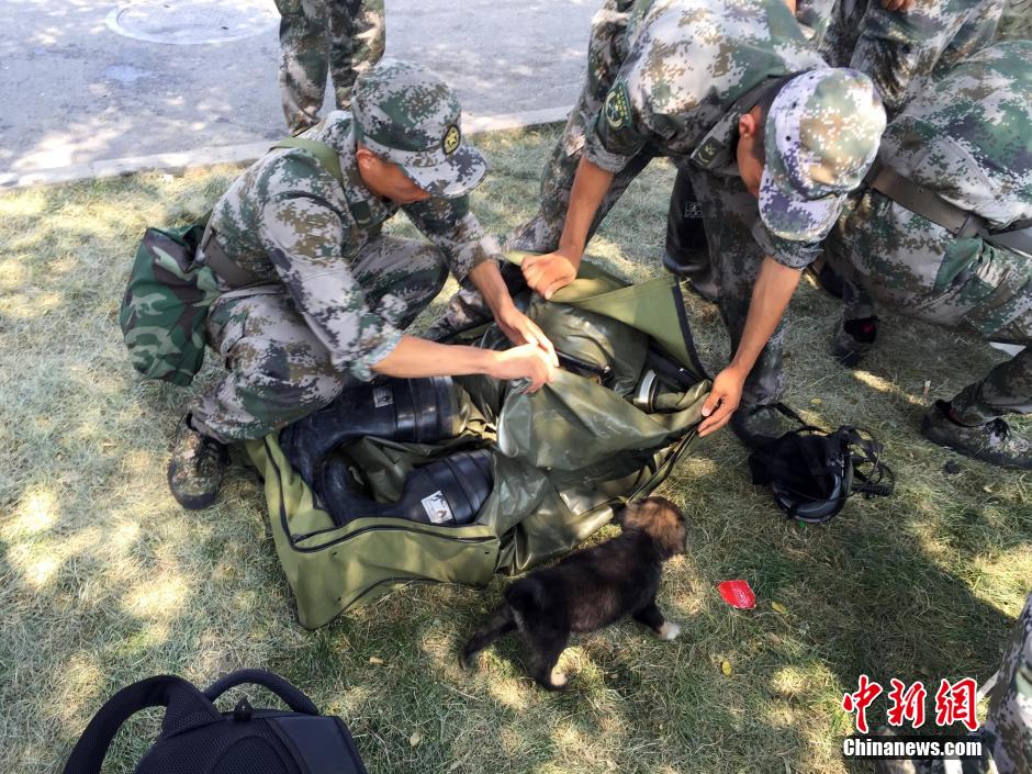 Tianjin : un chien survit aux explosions