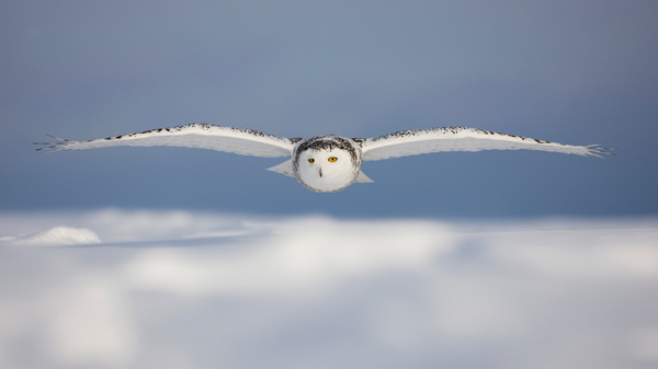 Pourquoi le hibou est le ? roi de la furtivité ?