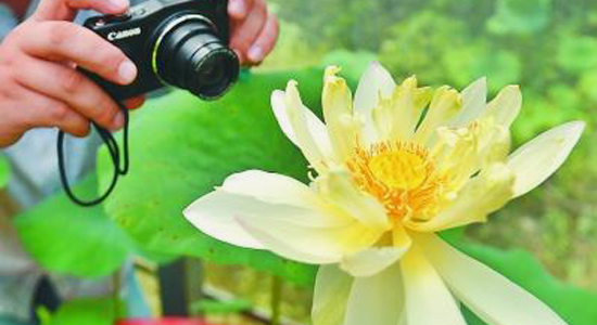 Anhui : une graine de 600 ans donne des fleurs de lotus