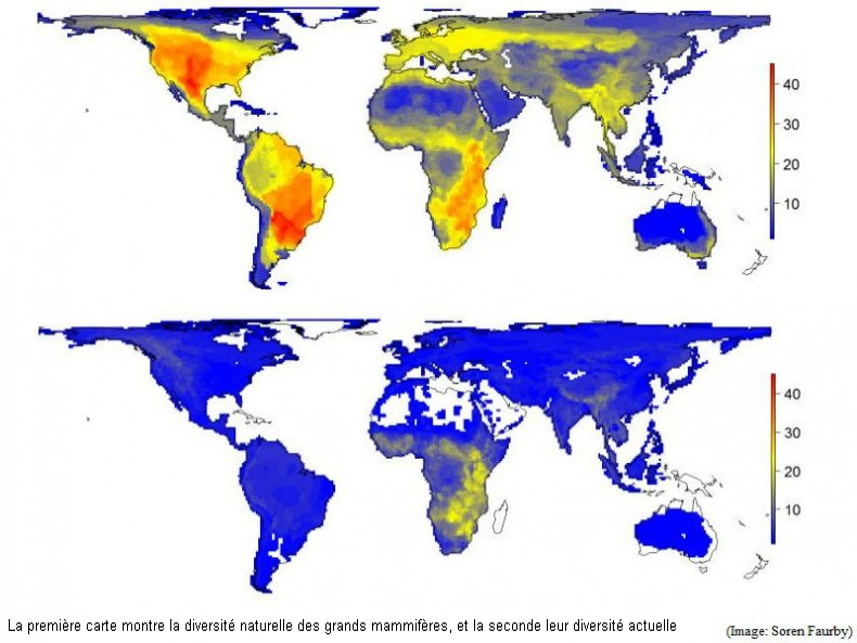 Dans un monde sans humains, il y aurait encore des éléphants et des rhinocéros en Europe…