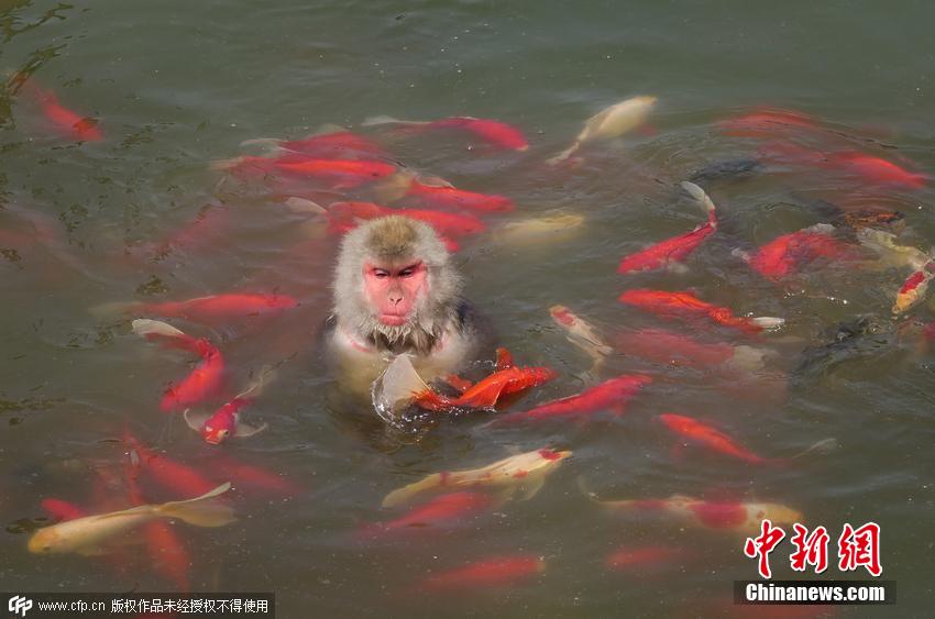 Canicule à Hefei : un singe comme un poisson dans l'eau