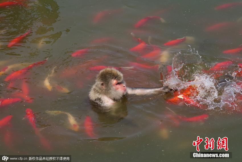 Canicule à Hefei : un singe comme un poisson dans l'eau