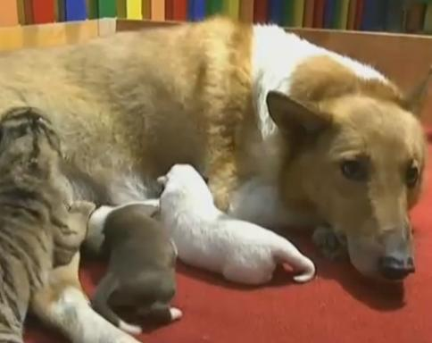 Une chienne allaite quatre bébés tigres dans un zoo du Nord-est de la Chine