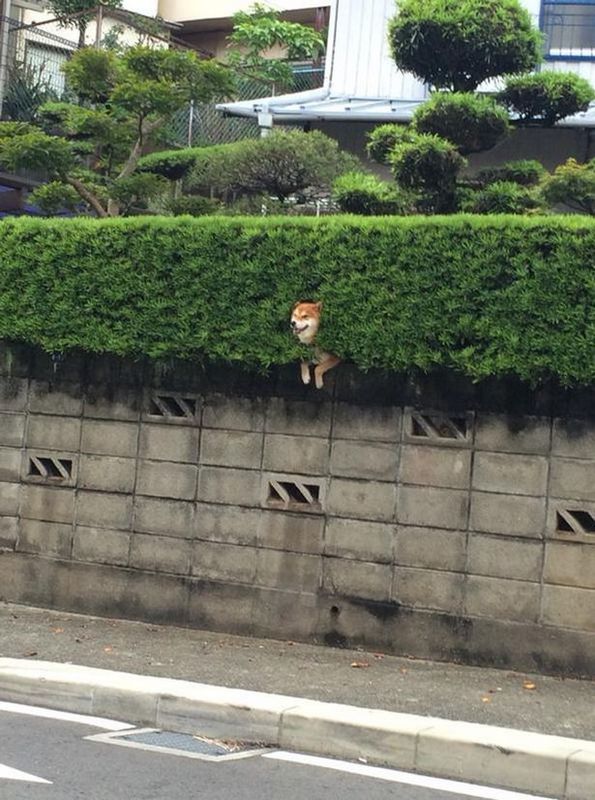 Les péripéties d'un Shiba Inu amusent les internautes