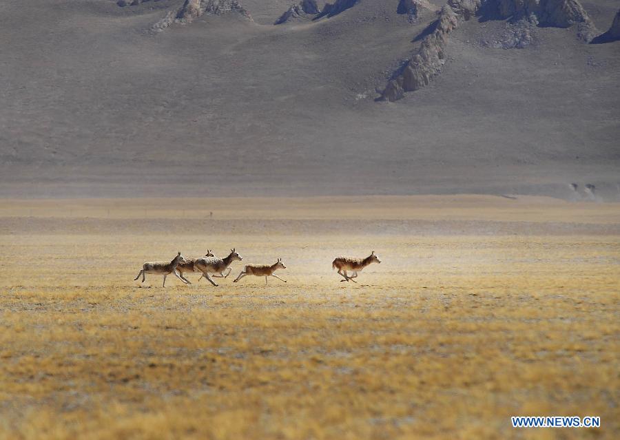 Paysages magnifiques du Tibet