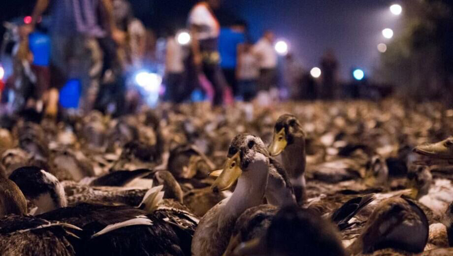 100 000 canards vendus pour la Fête des fant?mes dans le Guangxi