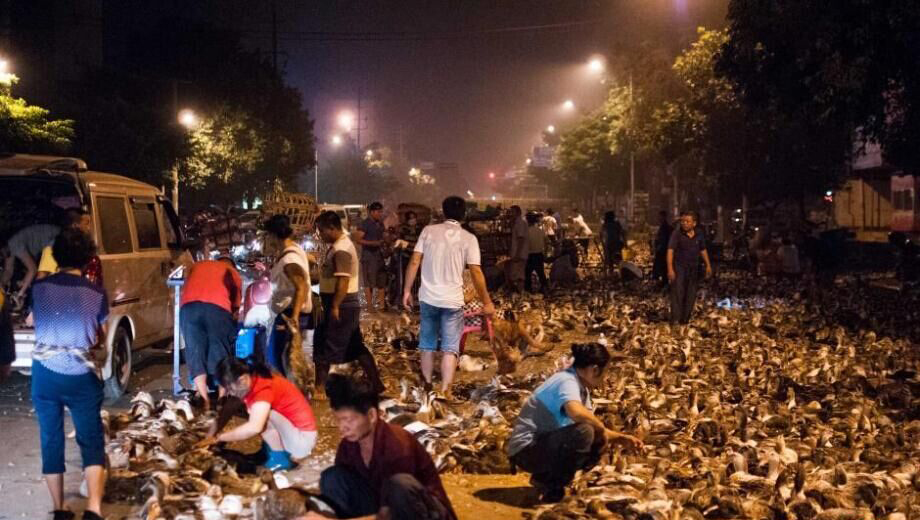 100 000 canards vendus pour la Fête des fant?mes dans le Guangxi