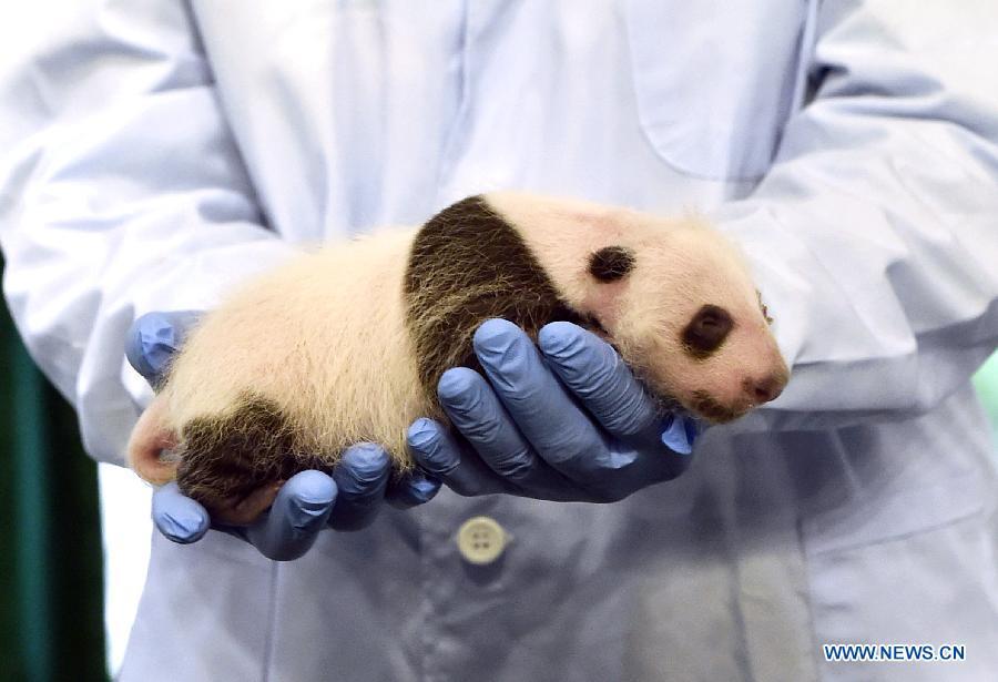 Un bébé panda re?oit des soins médicaux à Guangzhou