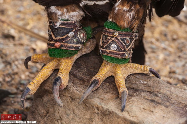 Mongolie: les 70 derniers dresseurs de faucons 