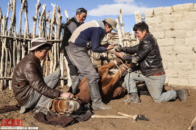 Mongolie: les 70 derniers dresseurs de faucons 