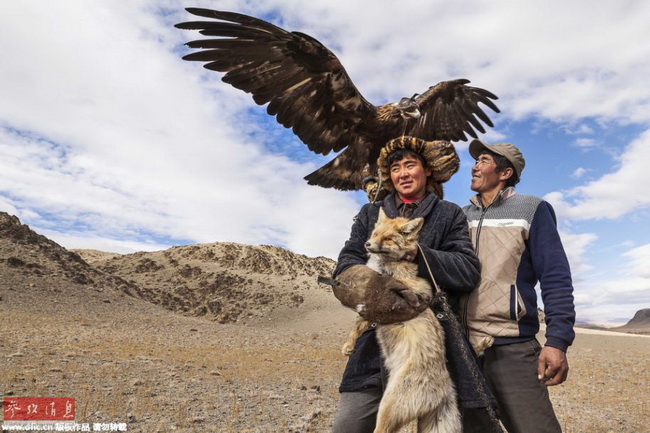 Mongolie: les 70 derniers dresseurs de faucons 