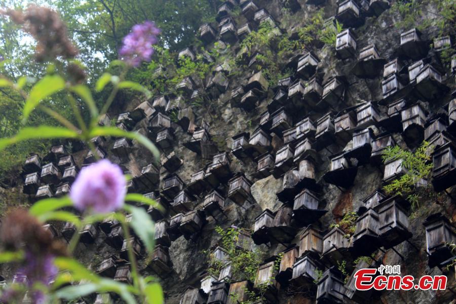 Vue saisissante d'un mur de ruches dans une réserve naturelle