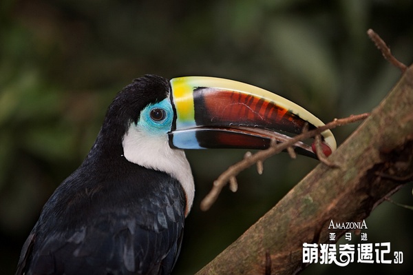 Présentation du film franco-brésilien Amazonia en Chine