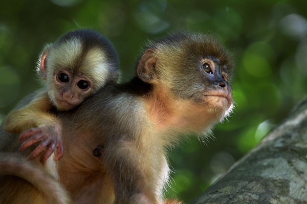 Présentation du film franco-brésilien Amazonia en Chine