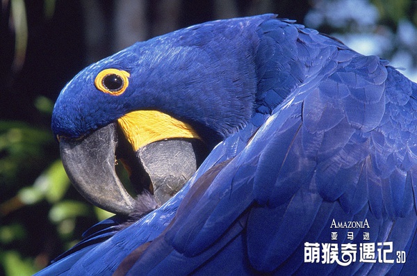 Présentation du film franco-brésilien Amazonia en Chine