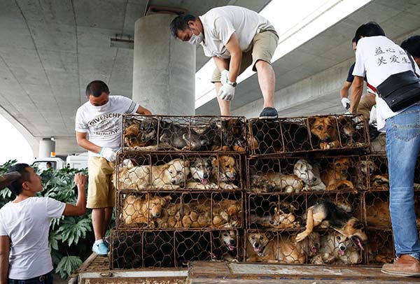 Une action militante pour sauver de nombreux chiens tourne mal