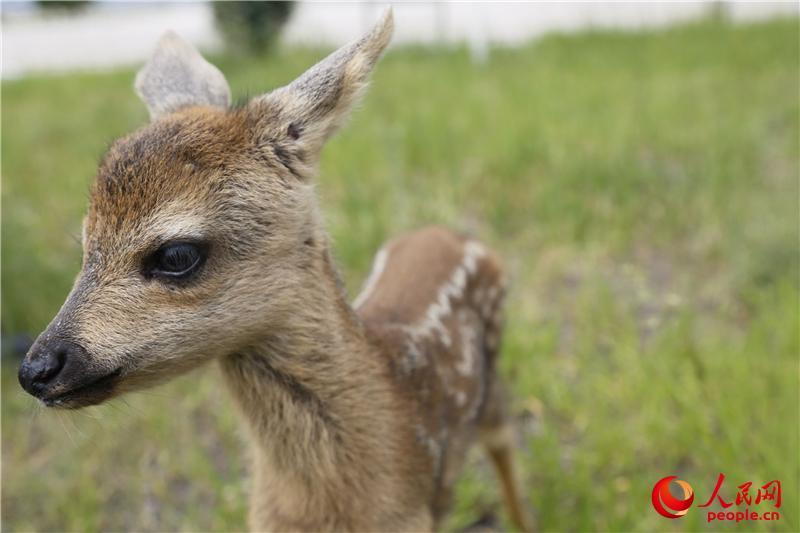 Mongolie intérieure : l’armée au secours d’un chevreuil blessé 