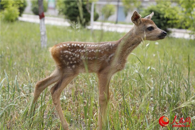 Mongolie intérieure : l’armée au secours d’un chevreuil blessé 