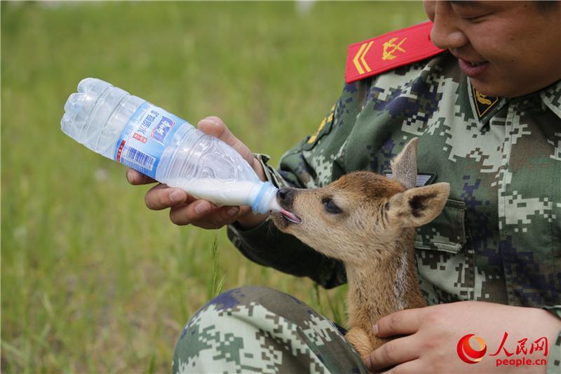 Mongolie intérieure : l’armée au secours d’un chevreuil blessé 