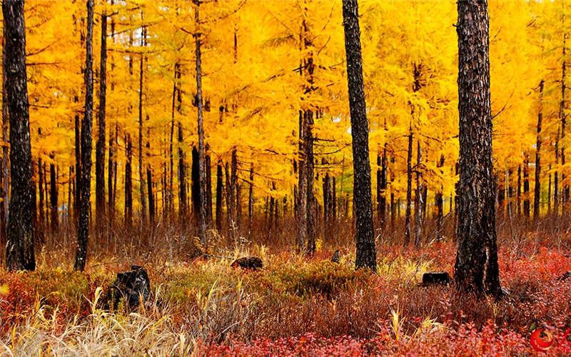 Les paysages d'automne de la ville la plus froide de la cha?ne du Grand Khingan 