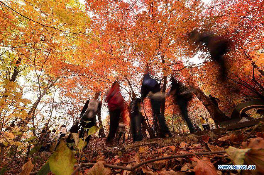 Photos : érables rouges à Benxi en Chine