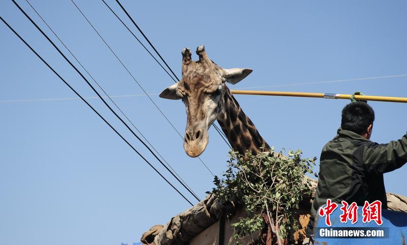 Insolite : les péripéties d’une girafe en Chine 