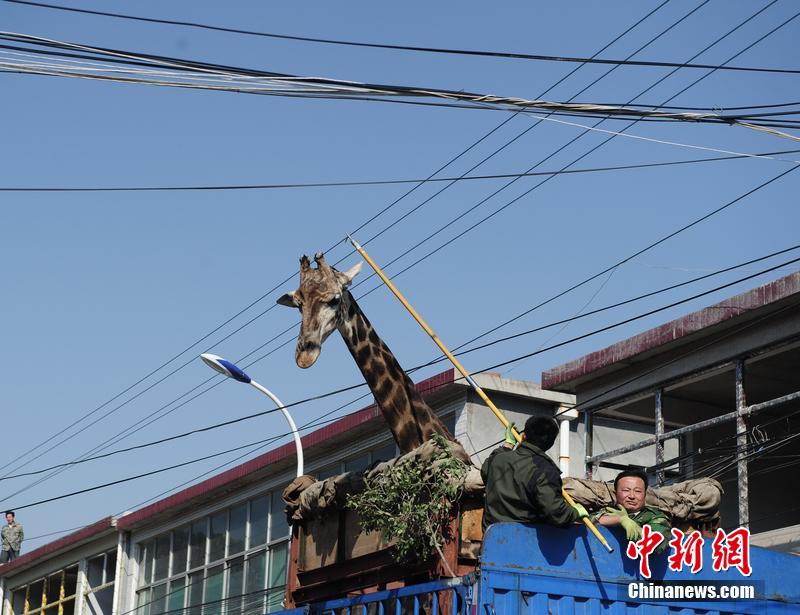 Insolite : les péripéties d’une girafe en Chine 