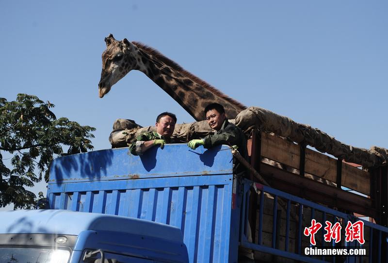 Insolite : les péripéties d’une girafe en Chine 