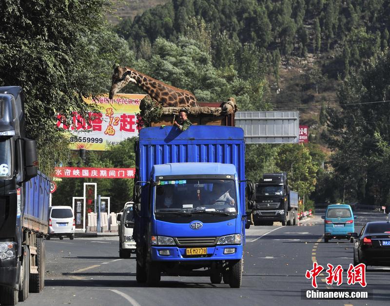 Insolite : les péripéties d’une girafe en Chine 