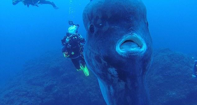 Un gigantesque poisson-lune aper?u près des c?tes portugaises