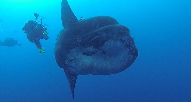 Un gigantesque poisson-lune aper?u près des c?tes portugaises