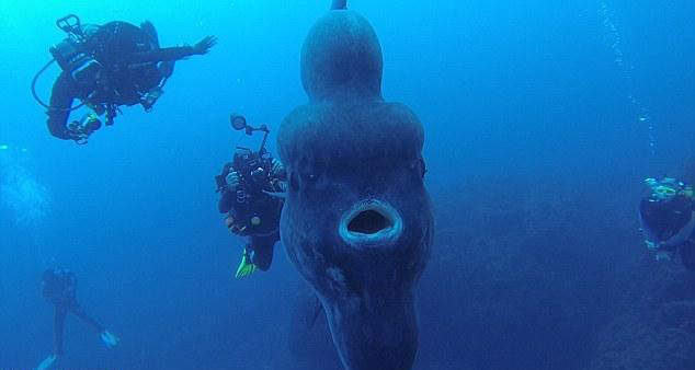 Un gigantesque poisson-lune aper?u près des c?tes portugaises