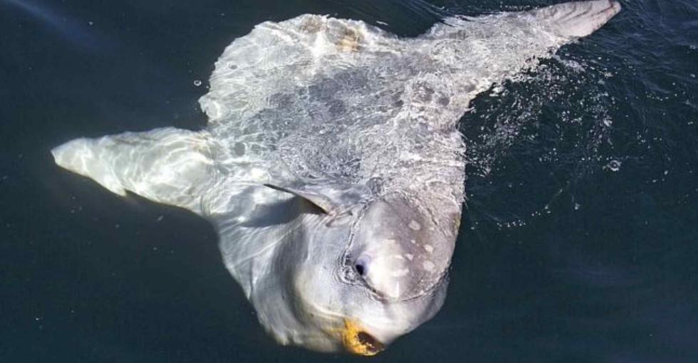 Un gigantesque poisson-lune aper?u près des c?tes portugaises