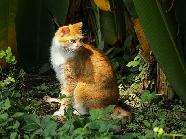 L'Australie va tuer 2 millions de chats sauvages, et voici pourquoi