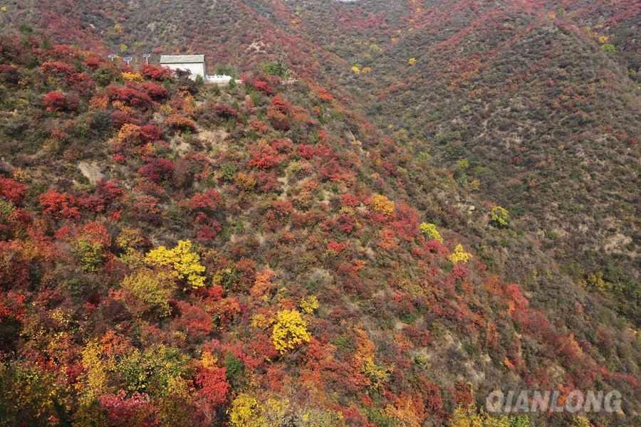 Les feuilles rouges embellissent l'ouest de Beijing