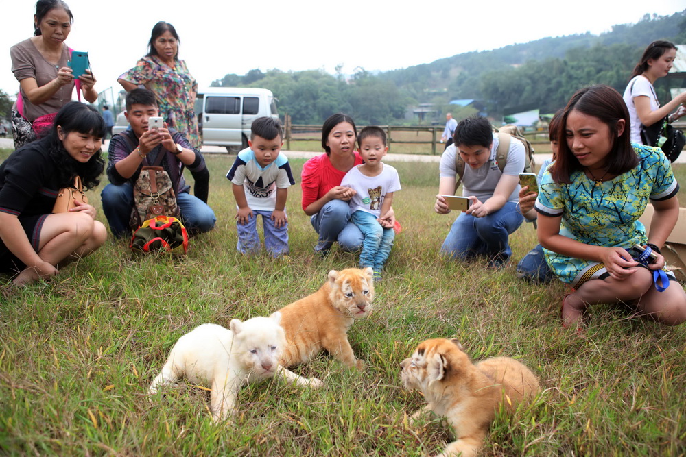 Des triplés tigres à cajoler