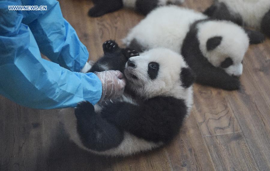 Sud-ouest de la Chine : des pandas jumeaux à la rencontre du public