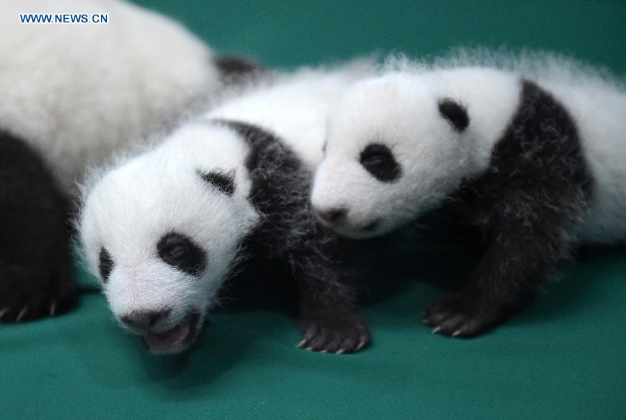 Sud-ouest de la Chine : des pandas jumeaux à la rencontre du public