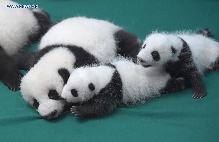 Sud-ouest de la Chine : des pandas jumeaux à la rencontre du public