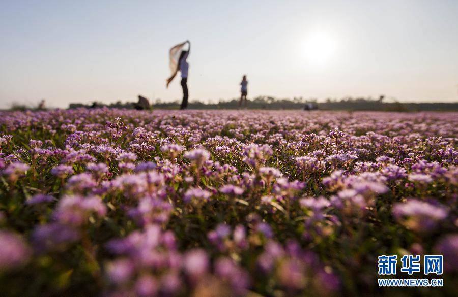 Un océan de fleurs sur les rives du lac Poyang