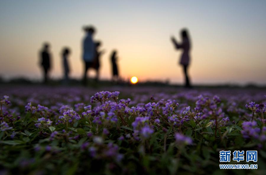 Un océan de fleurs sur les rives du lac Poyang