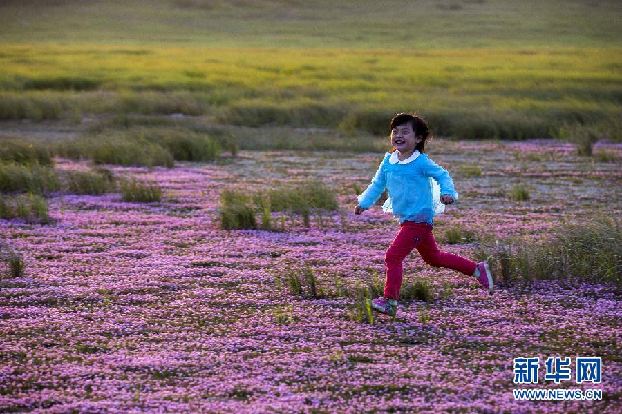 Un océan de fleurs sur les rives du lac Poyang